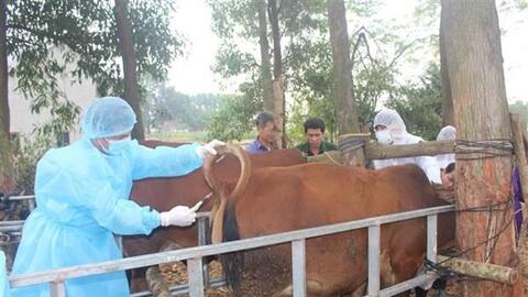 Thái Nguyên khống chế bệnh viêm da nổi cục trên đàn trâu, bò