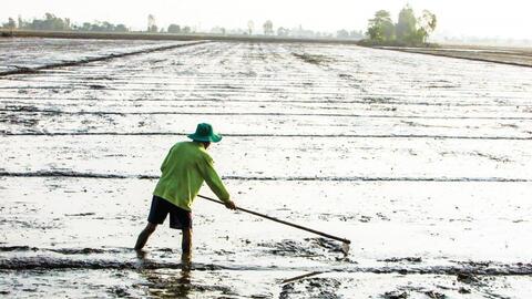 Vĩnh Thạnh nâng cao hiệu quả sản xuất nông nghiệp 
