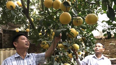 HTX nông nghiệp Yên Bài:    Nâng cao chất lượng, giá trị sản phẩm nông nghiệp