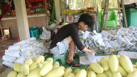 Dự kiến có hơn 1,2 triệu tấn trái cây được thu hoạch trong quý II 