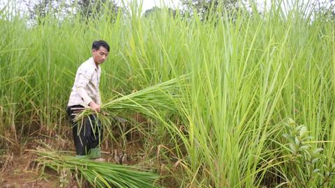 Nông thôn tây Bắc: Phát triển chăn nuôi đại gia súc