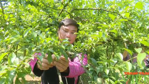 Mận hữu cơ trên cao nguyên Mộc Châu