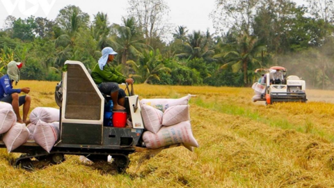 Xuất khẩu gạo sang Indonesia tăng đột biến, Bộ Công Thương khuyến cáo rủi ro