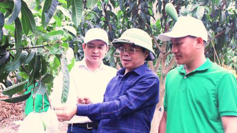 Sơn La: Bao trái cây để hướng xuất khẩu