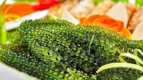 Trước là của hiếm, giá gần triệu đồng/kg, nay thứ 'thần dược biển' này được bán rất rộng rãi, giá rẻ bèo