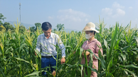 Điện Biên: Bắt tay đào tạo nghề, giải quyết việc làm cho lao động nông thôn