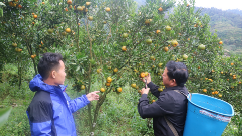 Mường Khương chuẩn bị vào vụ thu hoạch quýt đặc sản