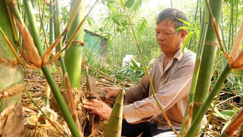 Nông dân Cái Răng trồng tre tứ quý ít chi phí, không lo đầu ra