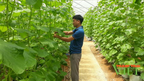 Lai Châu: Ứng dụng tiến bộ khoa học kĩ thuật vào sản xuất, nông dân Tân Uyên khá giả hẳn lên