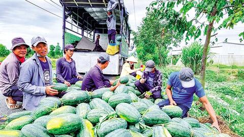 Dưa hấu giảm giá, giá cam sành khởi sắc 