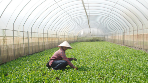 Hà Nội có 1.498 hợp tác xã nông nghiệp