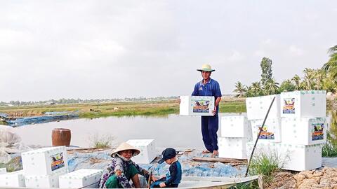 Sôi động thị trường tôm giống 