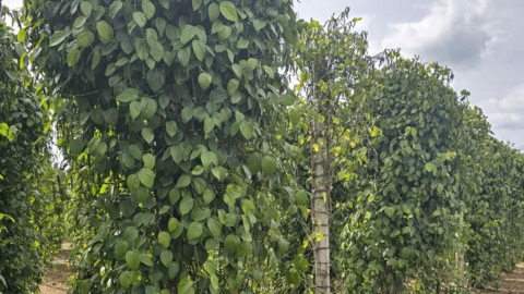 Giá tiêu hôm nay 28/6/2025: trong nước duy trì đà tăng
