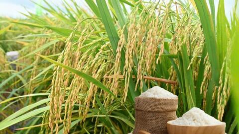 Giá lúa gạo hôm nay ngày 30/6: Gạo bình ổn, lúa tương chững giá