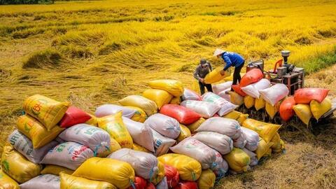 Bộ Nông nghiệp và Môi trường: Xuất khẩu gạo không chịu tác động lớn
