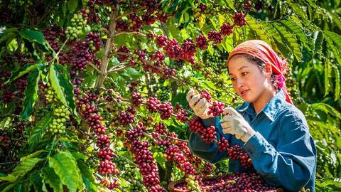 Muốn vào châu Âu, nông sản không chỉ sạch mà còn phải 'đúng xuất xứ'