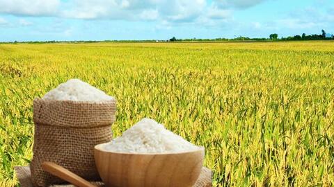 Giá lúa gạo hôm nay ngày 31/12: Thị trường lặng sóng