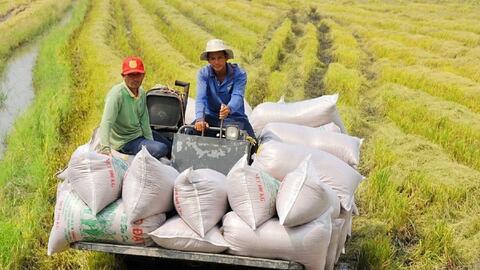 Thị trường gạo 2026: Nguồn cung dồi dào, giá tiếp tục chịu sức ép