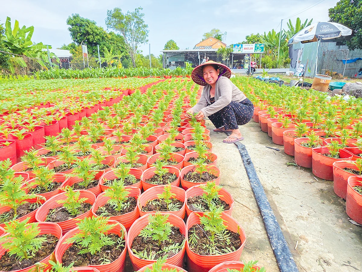 Kỳ vọng vụ hoa Tết 