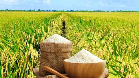 Giá lúa gạo hôm nay ngày 20/1/2026: Gạo xuất khẩu tiếp đà tăng