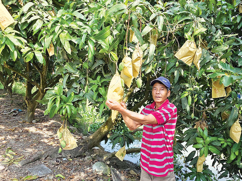 Nâng cao chất lượng trái cây 