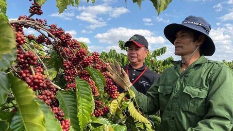 Giá cà phê hôm nay 23/2/2026: Rớt giá mạnh, sụt giảm đến 4.000 đồng/kg