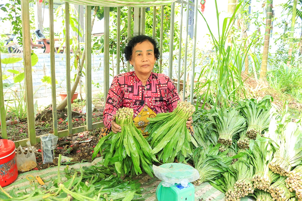 Trồng ngò gai xen canh vườn cây ăn trái cho thu nhập cao 