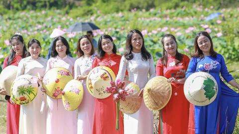 Đà Nẵng: Khai thác đa giá trị từ cây sen