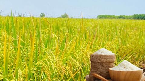Giá lúa gạo hôm nay ngày 12/6/2026: Tấm thơm giảm nhẹ