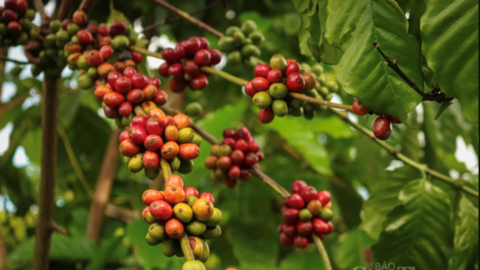 Giá cà phê Arabica và Robusta đồng loạt tăng