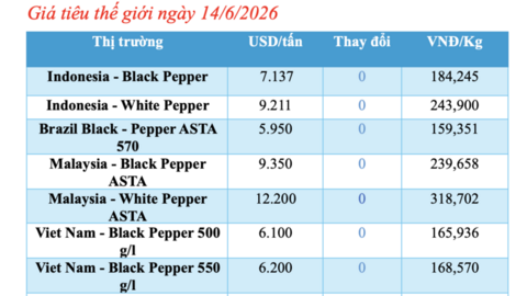 Giá tiêu hôm nay 14/6/2026: Tăng 500 - 1.500 đồng trong tuần qua