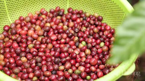 Giá cà phê hôm nay 17/6/2026: Arabica bật tăng mạnh mẽ