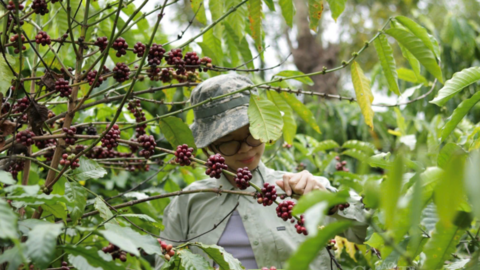 Giá cà phê hôm nay 20/6/2026: Dao động từ 89.700 - 89.900 đồng/kg