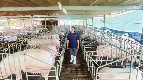 Phát triển chăn nuôi gia súc, gia cầm theo mô hình tập trung, an toàn sinh học, ứng dụng công nghệ cao 