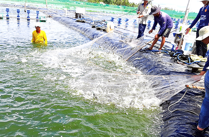 Tăng cường công tác hỗ trợ, quản lý, nâng cao hiệu quả khai thác, nuôi trồng thủy sản 