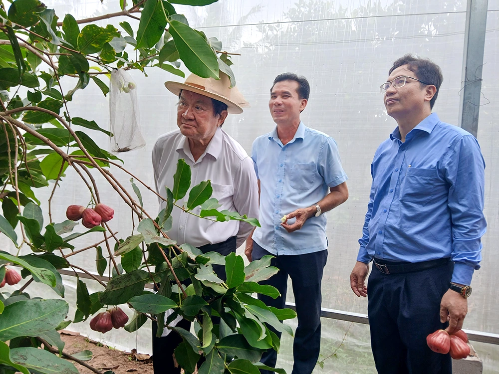 Phát triển vùng trồng tập trung, nâng cao giá trị sản xuất nông nghiệp 