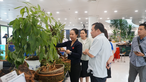 Lễ hội Sâm Ngọc Linh và Dược liệu 2026: Kết quả thương mại ấn tượng