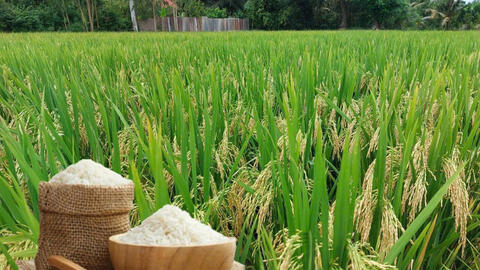 Giá lúa gạo hôm nay ngày 5/8/2026: Lúa tươi đồng loạt tăng nhẹ