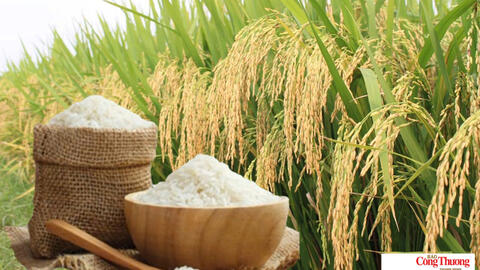 Giá lúa gạo hôm nay ngày 7/8/2026: Lúa tươi tiếp đà tăng