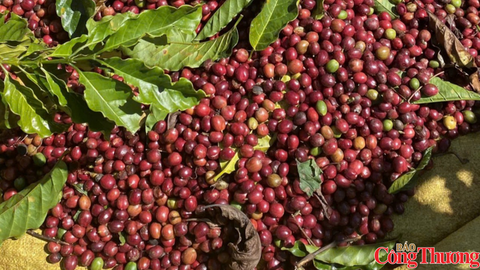 Giá cà phê giảm do nguồn cung Robusta gia tăng