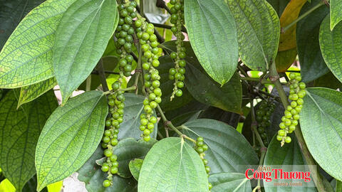 Giá tiêu hôm nay 10/8/2026: Ổn định quanh mốc 136.000–139.000 đồng/kg