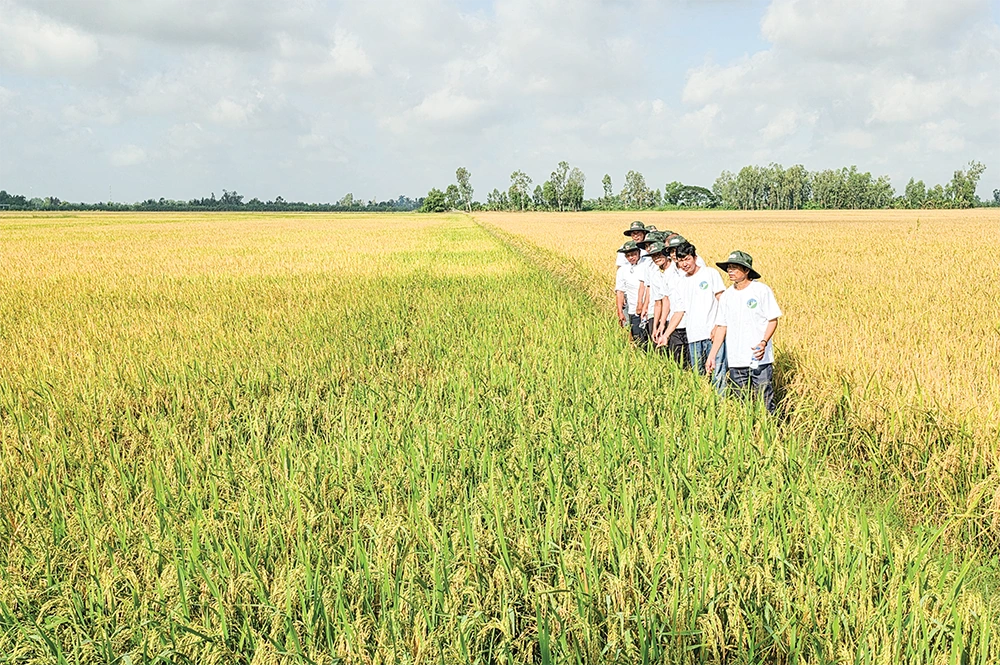 Liên kết trồng lúa chất lượng cao, phát thải thấp 