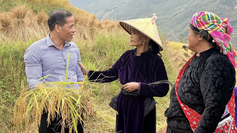 Gạo đặc sản: Nâng cao sinh kế cho đồng bào vùng cao Lũng Cú