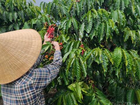 Giá cà phê hôm nay 14/6/2026: Neo cao, gần chạm mốc 90.000 đồng/kg