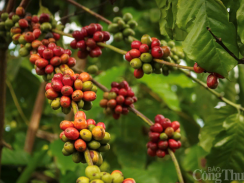 Giá cà phê Arabica và Robusta đồng loạt tăng