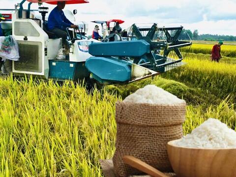 Giá lúa gạo hôm nay ngày 15/6/2026: Tấm thơm giảm nhẹ