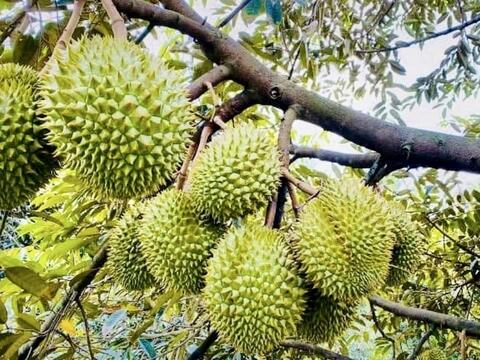 Vĩnh Long chuẩn hóa mã số vùng trồng, mở đường cho sầu riêng xuất khẩu