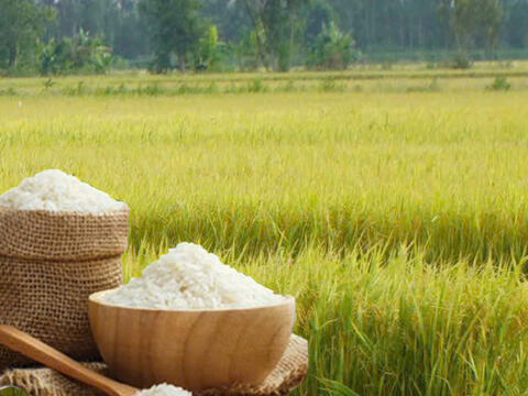 Giá lúa gạo hôm nay ngày 20/6: Gạo thơm Jasmine tăng 2.000 đồng/kg