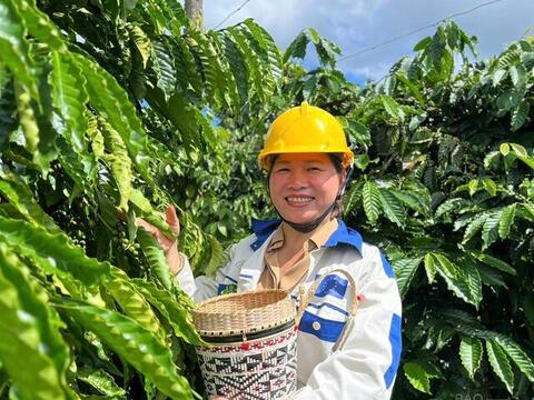 Giá cà phê hôm nay 22/6/2026: Giảm nhẹ 700 đồng/kg