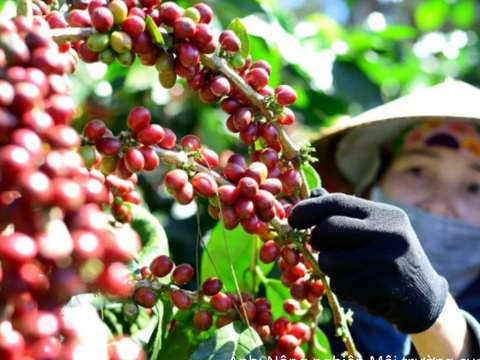 Giá cà phê tăng mạnh, tồn kho Arabica xuống mức thấp nhất